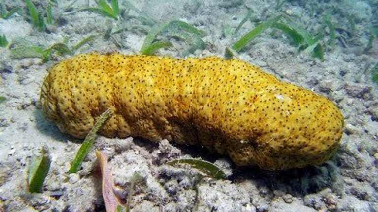 Gamat Emas, Hewan Laut yang Kaya Manfaat